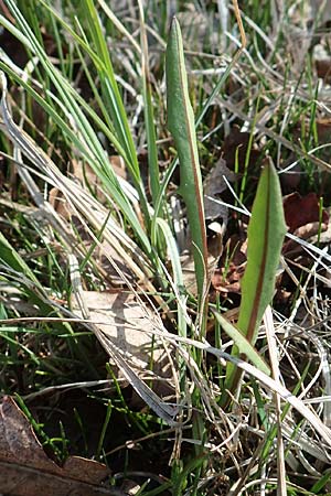 Taraxacum pauckertianum \ Pauckerts L�wenzahn / Pauckert's Dandelion, D Konstanz 24.4.2018