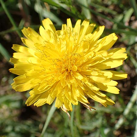 Taraxacum tortilobum \ Gedrehtlappiger L�wenzahn / Twisted-Lobed Dandelion, D Karlsruhe 30.4.2018