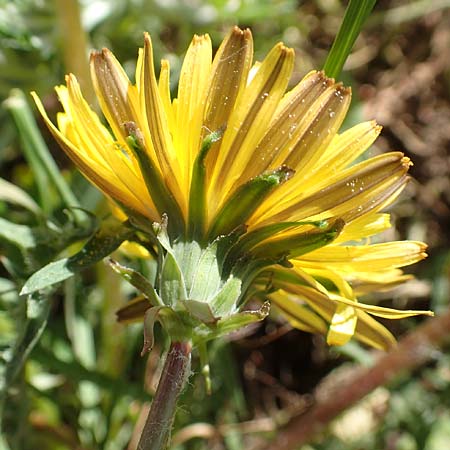 Taraxacum tortilobum \ Gedrehtlappiger L�wenzahn / Twisted-Lobed Dandelion, D Karlsruhe 30.4.2018