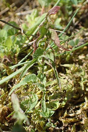 Taraxacum tortilobum \ Gedrehtlappiger L�wenzahn / Twisted-Lobed Dandelion, D Karlsruhe 30.4.2018