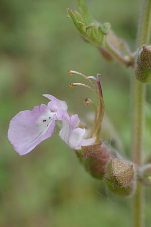 Teucrium botrys \ Trauben-Gamander / Cut-Leaved Germander, D Gr&uuml;nstadt-Asselheim 21.6.2018