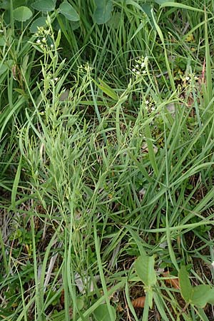 Thesium bavarum \ Bayerischer Bergflachs, Bayerisches Leinblatt / Bavarian Bastard Toadflax, D Spaichingen 26.6.2018