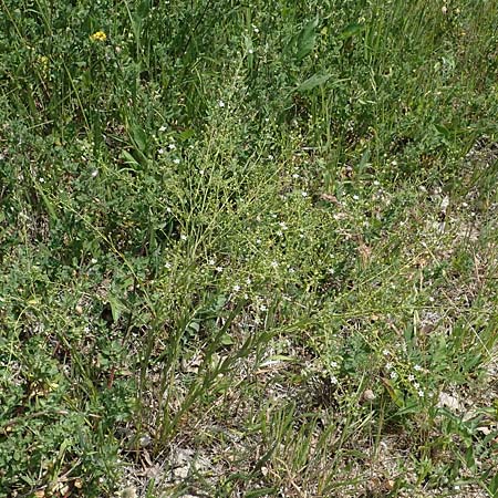 Thesium bavarum \ Bayerischer Bergflachs, Bayerisches Leinblatt / Bavarian Bastard Toadflax, D Th&uuml;ringen, K&ouml;lleda 15.6.2023