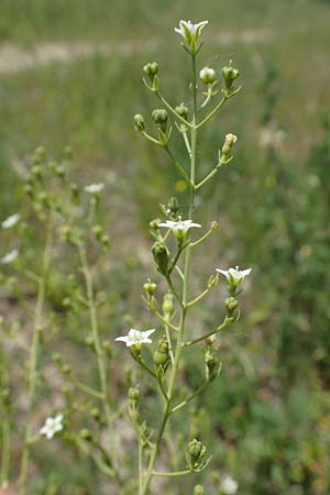Thesium bavarum \ Bayerischer Bergflachs, Bayerisches Leinblatt / Bavarian Bastard Toadflax, D Th&uuml;ringen, K&ouml;lleda 15.6.2023