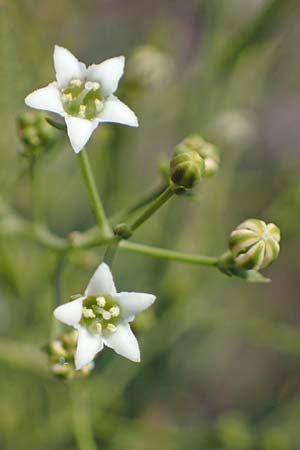 Thesium bavarum \ Bayerischer Bergflachs, Bayerisches Leinblatt / Bavarian Bastard Toadflax, D Th&uuml;ringen, K&ouml;lleda 15.6.2023