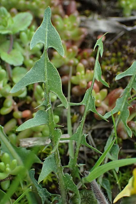 Taraxacum plumbeum agg. ? \ Fr�nkischer Schwielen-L�wenzahn / Franconian Lesser Dandelion, D Mannheim M&uuml;hlau - Hafen/Port 31.3.2024