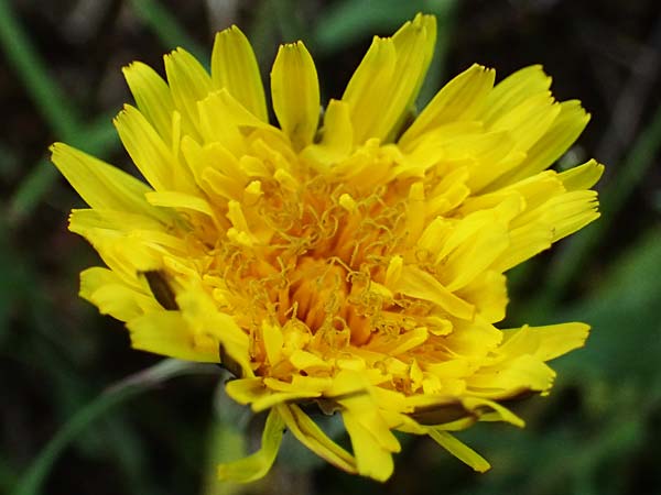 Taraxacum plumbeum agg. ? \ Fr�nkischer Schwielen-L�wenzahn / Franconian Lesser Dandelion, D Mannheim M&uuml;hlau - Hafen/Port 31.3.2024