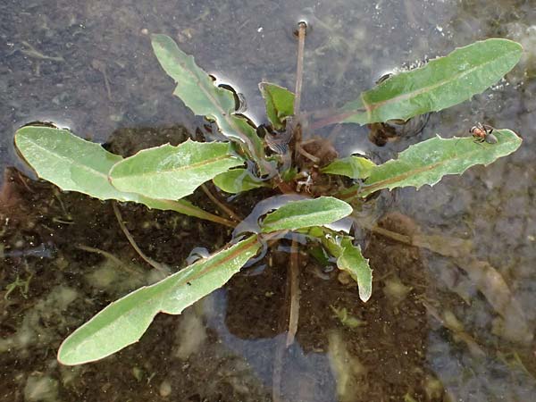 Taraxacum balticiforme ? \ Bodensee-Sumpf-L�wenzahn / Lake-Constance Marsh Dandelion, D  8.4.2024