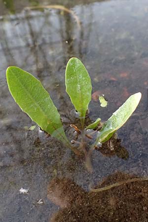 Taraxacum balticiforme ? \ Bodensee-Sumpf-L�wenzahn / Lake-Constance Marsh Dandelion, D  8.4.2024