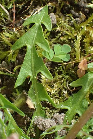 Taraxacum lacistophyllum \ Geschlitztbl�ttriger L�wenzahn / Cut-Leaved Dandelion, D Forst 8.4.2024