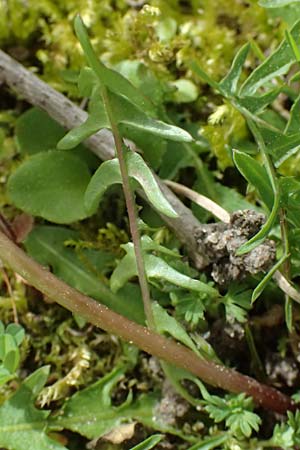 Taraxacum lacistophyllum \ Geschlitztbl�ttriger L�wenzahn / Cut-Leaved Dandelion, D Forst 8.4.2024
