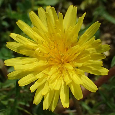 Taraxacum lacistophyllum \ Geschlitztbl�ttriger L�wenzahn / Cut-Leaved Dandelion, D Forst 8.4.2024