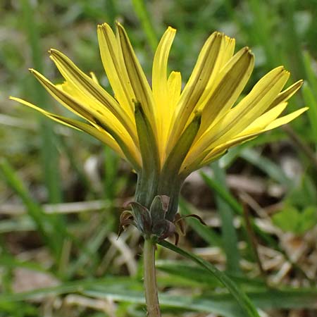 Taraxacum lacistophyllum \ Geschlitztbl�ttriger L�wenzahn / Cut-Leaved Dandelion, D Forst 8.4.2024