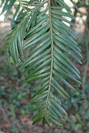 Taxus baccata \ Eibe / Yew, D Mannheim 11.3.2025