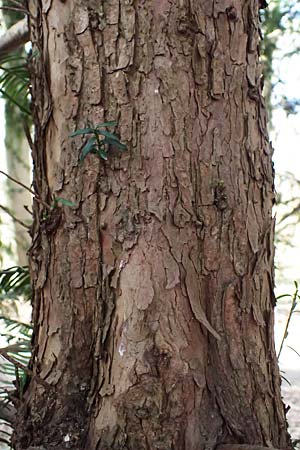 Taxus baccata \ Eibe / Yew, D Mannheim 11.3.2025