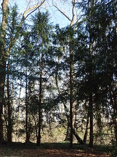 Taxus baccata \ Eibe / Yew, D Mannheim 11.3.2025