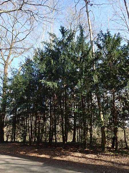 Taxus baccata \ Eibe / Yew, D Mannheim 11.3.2025