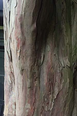 Taxus baccata \ Eibe / Yew, D Weinheim an der Bergstra&szlig;e, Botan. Gar.  Hermannshof 29.5.2025