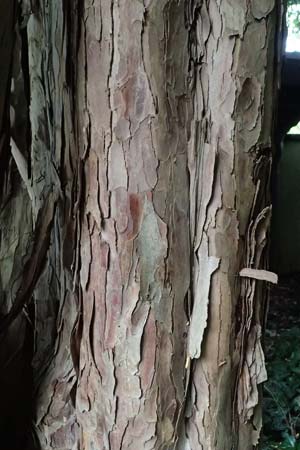 Taxus baccata \ Eibe / Yew, D Weinheim an der Bergstra&szlig;e, Botan. Gar.  Hermannshof 29.5.2025