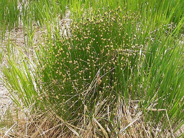 Trichophorum cespitosum subsp. cespitosum \ Gew�hnliche Rasenbinse / Deer Grass, D Schwarzwald/Black-Forest, Kaltenbronn 8.6.2013