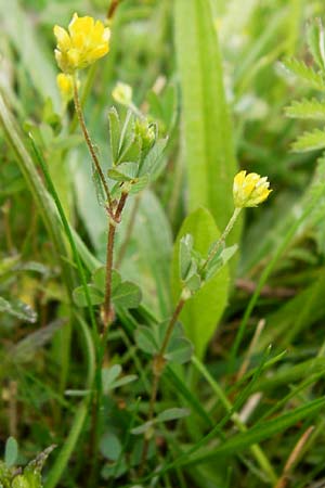 Trifolium dubium \ Faden-Klee, Zweifelhafter Klee / Lesser Hop Clover, D Herborn 16.5.2015