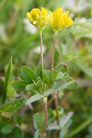 Trifolium dubium \ Faden-Klee, Zweifelhafter Klee / Lesser Hop Clover, D Herborn 16.5.2015