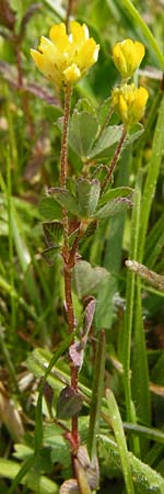 Trifolium dubium \ Faden-Klee, Zweifelhafter Klee / Lesser Hop Clover, D Herborn 16.5.2015