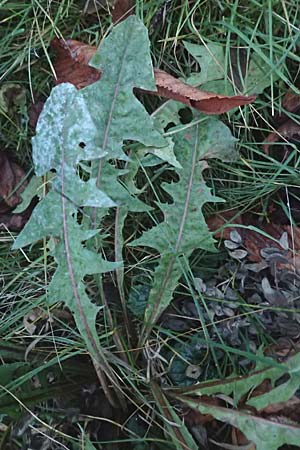 Taraxacum ekmanii ? \ Ekmans L�wenzahn / Ekman's Dandelion, D Mannheim 6.11.2015