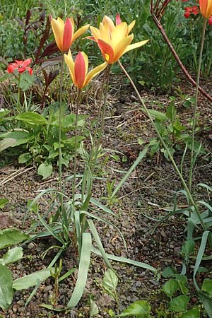 Tulipa clusiana \ Damen-Tulpe / Lady Tulip, D Weinheim an der Bergstra&szlig;e, Botan. Gar.  Hermannshof 1.5.2016