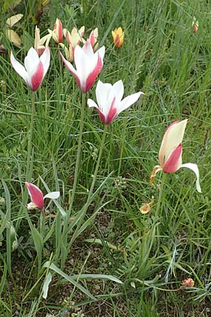 Tulipa clusiana \ Damen-Tulpe / Lady Tulip, D Weinheim an der Bergstra&szlig;e, Botan. Gar.  Hermannshof 1.5.2016