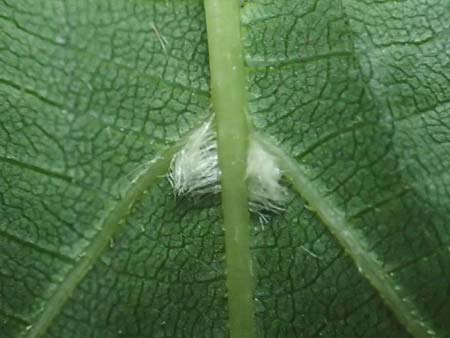 Tilia cordata \ Winter-Linde / Small-Leaved Lime, D Mannheim 10.5.2016