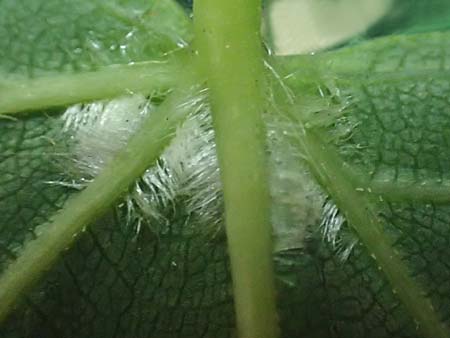 Tilia cordata \ Winter-Linde / Small-Leaved Lime, D Mannheim 10.5.2016