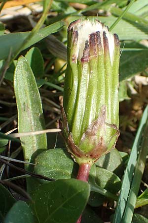 Taraxacum ciliare \ Gewimperter Sumpf-L�wenzahn / Ciliate Marsh Dandelion, D Konstanz 24.4.2018