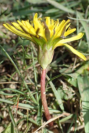 Taraxacum ciliare \ Gewimperter Sumpf-L�wenzahn / Ciliate Marsh Dandelion, D Konstanz 24.4.2018