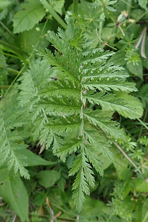 Tanacetum corymbosum \ Ebenstr�u�ige Wucherblume / Scentless Feverfew, D Spaichingen 26.6.2018