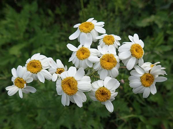 Tanacetum corymbosum \ Ebenstr�u�ige Wucherblume / Scentless Feverfew, D Spaichingen 26.6.2018
