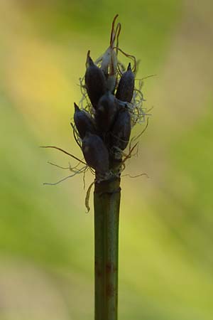 Trichophorum cespitosum subsp. germanicum \ Deutsche Rasenbinse / Deer Grass, D Schwarzwald/Black-Forest, Hornisgrinde 4.9.2019
