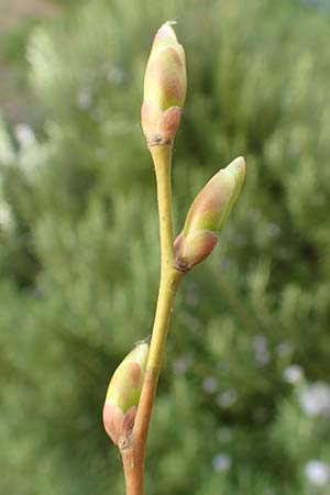 Tilia cordata \ Winter-Linde / Small-Leaved Lime, D Mannheim 4.4.2020