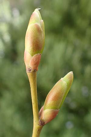 Tilia cordata \ Winter-Linde / Small-Leaved Lime, D Mannheim 4.4.2020