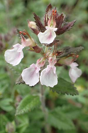 Teucrium chamaedrys \ Edel-Gamander / Wall Germander, D Gr&uuml;nstadt-Asselheim 15.6.2020