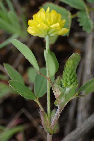 Trifolium campestre \ Gelber Acker-Klee, Feld-Klee / Hop Trefoil, D Mannheim 13.5.2021