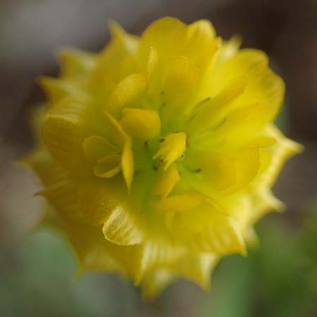 Trifolium campestre \ Gelber Acker-Klee, Feld-Klee / Hop Trefoil, D Mannheim 13.5.2021