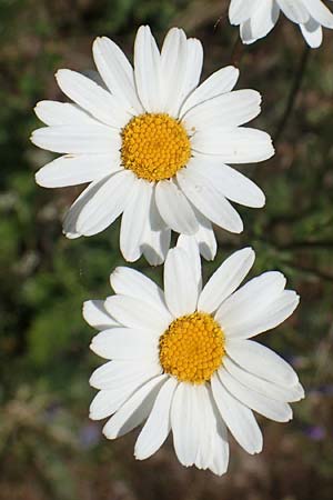 Tanacetum corymbosum \ Ebenstr�u�ige Wucherblume / Scentless Feverfew, D Gr&uuml;nstadt-Asselheim 16.6.2021