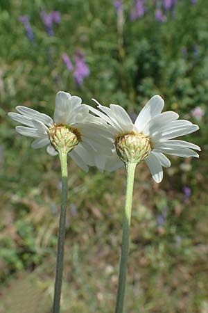 Tanacetum corymbosum \ Ebenstr�u�ige Wucherblume / Scentless Feverfew, D Gr&uuml;nstadt-Asselheim 16.6.2021
