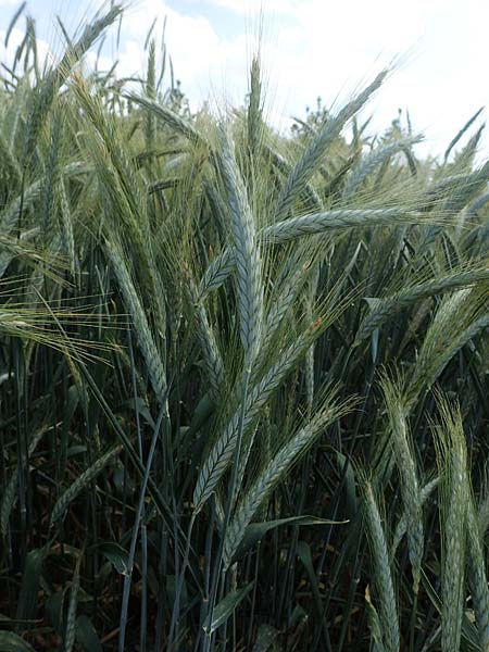 x Triticosecale rimpaui \ Triticale, Hybrid-Roggen / Triticale, D Mannheim 3.6.2023
