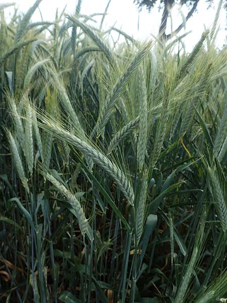 x Triticosecale rimpaui \ Triticale, Hybrid-Roggen / Triticale, D Mannheim 3.6.2023