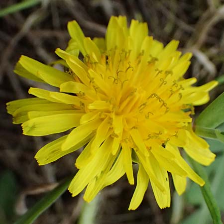Taraxacum plumbeum agg. ? \ Fr�nkischer Schwielen-L�wenzahn / Franconian Lesser Dandelion, D Mannheim M&uuml;hlau - Hafen/Port 31.3.2024