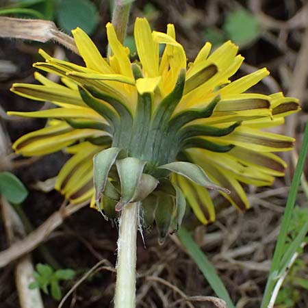 Taraxacum plumbeum agg. ? \ Fr�nkischer Schwielen-L�wenzahn / Franconian Lesser Dandelion, D Mannheim M&uuml;hlau - Hafen/Port 31.3.2024
