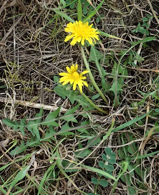 Taraxacum plumbeum agg. ? \ Fr�nkischer Schwielen-L�wenzahn / Franconian Lesser Dandelion, D Mannheim M&uuml;hlau - Hafen/Port 31.3.2024