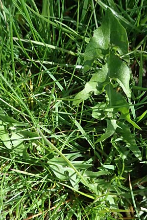 Taraxacum clemens \ Gn&auml;diger L�wenzahn / Merciful Dandelion, D Karlsruhe 5.4.2024
